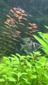 Südamerika Gesellschaftsbecken 720L #aquarium #exoticaquariumfish #fish #tropicalfish#scalars #tank