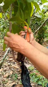 #acodo aéreo que tú no sabías | El campo abastece la ciudad