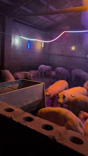 Welcome to the Four Pigs Cabaret #蒋most Wild Dee # Pig # Late Night Wine