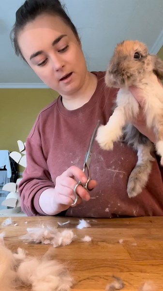 Clipping a Double-Maned Lionhead Rabbit Safely