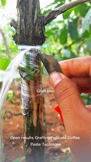 Open results Grafting paste technique on old trees #grafting #satisfying #shortvideo #shorts #coffee