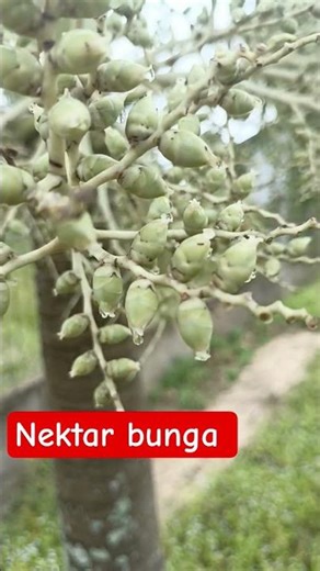 flower nectar #bolang #nectar #honey