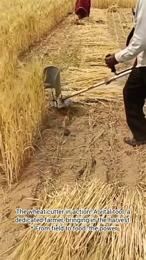 The Wheat Cutter: A Farmer's Essential Harvest Tool