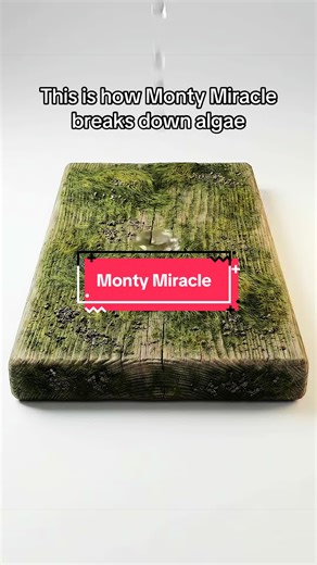 Effective Algae Cleaning Hacks You Need to Try!