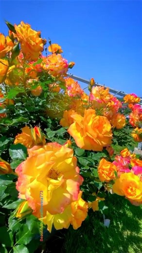 Rose Flowers Full Bloom 🌼 Relaxing & Peaceful View