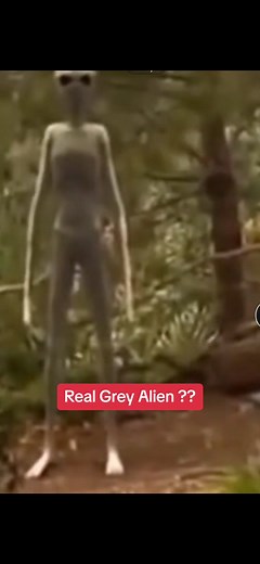 Alien caught in the woods ? #aliens #alienz #ufoキャッチャー #alien #uaptiktok #ufoticktock #extraterrestres #viralvideo #space #woods #aliensighting #alienz👽 #grey #greyalien #sighting #area51
