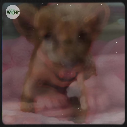 Simba's Inspiring Journey from Abandonment to a New Life in Italy—[Full story in cᴑmments]👇 | Nature and Wildlife TV