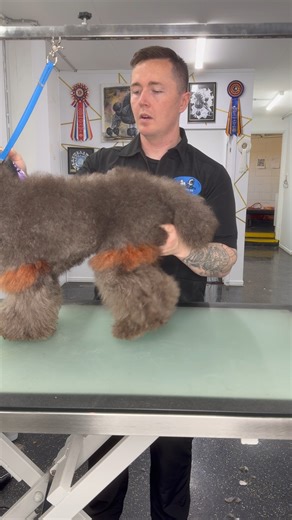 Look at this cuddle bug getting a fresh look! 🐞❤😍 Is there anything better than grooming a dog who just wants to cuddle? 🥰 Beckham came in for his spa day, and let me tell you, he’s not only a cuddle bug but also a perfect model for my newly launched grooming tools! 👌 From his soft fur to face, I was able to get every detail right with precision, thanks to our Signature Range! ✂️ 👉 What’s your dog’s favorite part of grooming? The bath, the brushing, or the photo session after? Tell me in th
