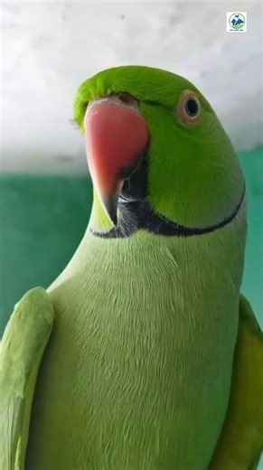Parrot Green Taking Ringneck Parrot Exotic Parrot Indian Ringneck #viralyoutubevideos #parrot #short