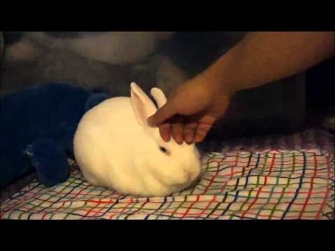 Bunny loaf transform