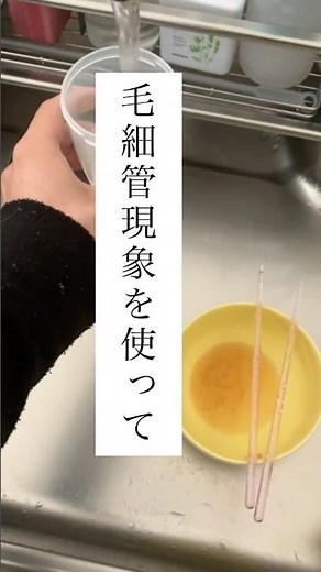 実験！毛細管現象！#おん太 #実験 #毛細管現象