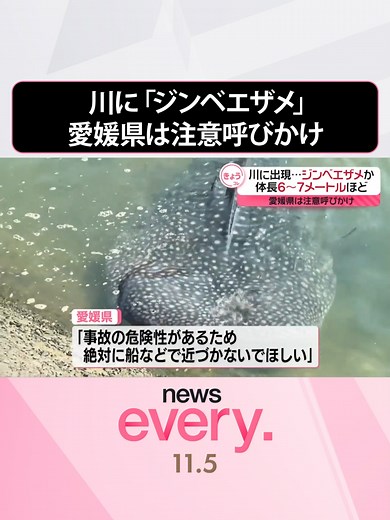 5日、#愛媛県#宇和島市の川で#ジンベエザメとみられる魚が泳いでいる姿が確認されました。#日テレnews #tiktokでニュース