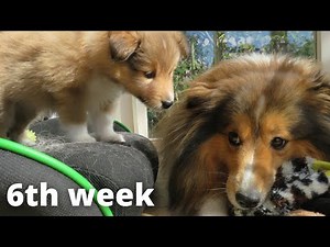 Shetland Sheepdog Puppies 6th week