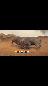 1.4M views · 10K reactions | Dos Búfalos furiosos 勞. #bufalo #animals #animales #batalla | Naturaleza Salvaje | Facebook