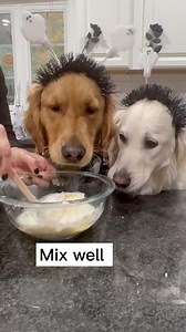 Some chaotic and ghostly treat making fun👻👻🐾🐾. #dogs #dogreels #dogfriendly #halloween #funnydogs #doglover #goldenretriever #doggo #goodvibes #DogTreats | Maple Sweet Golden