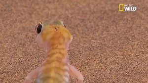 Le gecko Pachydactylus rangei est endémique au désert du Namib. Insectivore, il est aussi un repas de choix pour les vipères de Péringuey (Bitis peringueyi). | Nat Geo Wild France