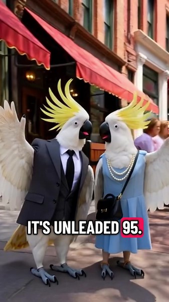 Talking Cockatoos and Their Unique Behaviors