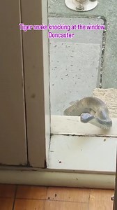TIGER SNAKE KNOCKING AT THE WINDOW They all want to come inside to avoid the hot weather. One way or another, whether through the door, o0en window or sneaking in your shopping bags, then being carried inside. So keep an eye out, the snakes are in full season and they are looking to escape the heat. If you have a snake in your property and going to call a snake catcher anyway, when you see a snake trying to get inside, let it in. Keep kids and pets away, and call me. The snake will go and hide u