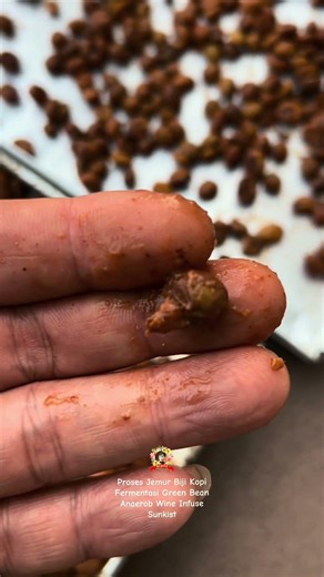 Drying Process for Anaerobic Wine Infused Sunkist Green Bean Coffee #coffee #coffee #coffeelover