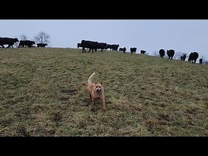 Red Heeler pup learning how to round up the cows