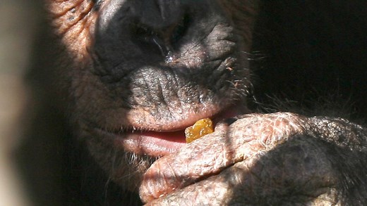 Affen lösen Knobelaufgabe mit Geschick