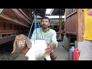 Bermitra Ternak Kambing Boer Saling Menguntungkan