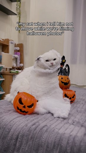 568K views · 10K reactions | he understood the assignment  | Chloe and Casper | Facebook