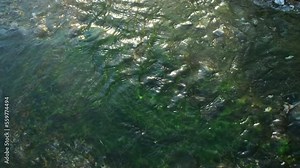 Chloroflexus aurantiacus is a photosynthetic bacterium isolated on hot springs, this organism can grow at temperatures ranging from 35 to 70 °C. Usually live with blue-green algae and archaea bacteria