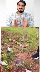 Best Fruits Picking Technique Idea 💡 #trends #foryouシpage #virals | Famous Abid