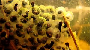 Raising wood frogs, from eggs to tadpoles to adults in 7 weeks