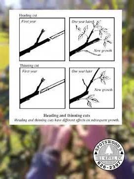How to prune your trees with Will Semple - Heading Cuts