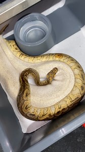 Ball Pythons 101 on Reels