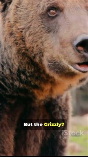 Sloth Bear vs Grizzly Bear 🐻🔥 | Fury vs Power #animals #facts #wildlife