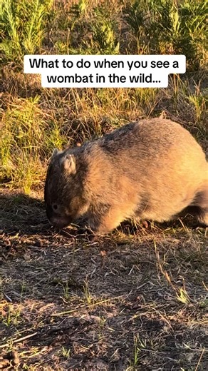Understanding Wombat Behavior in the Wild