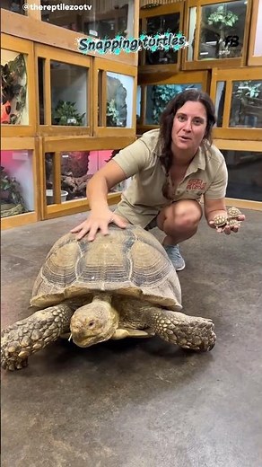 How Snapping Turtle Fast Attack 😱#shorts