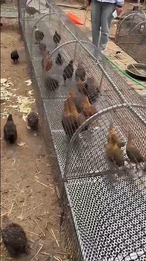 Creating a Safe Haven: Chicken Coop Construction #chickencoop #pets #viralvideo