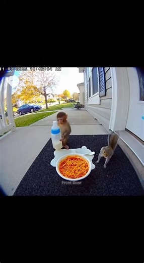 5.6K views · 65 reactions | "Spicy Noodles Challenge! Watch Baby Monkeys and Squirrels Eat Spicy Noodles!" #SpicyNoodlesChallenge #BabyMonkeys #Squirrels #ViralCCTV #FunnyAnimals #SpicyFoodReaction #CuteAnimals #ViralVideo | BABY ATAN | Facebook
