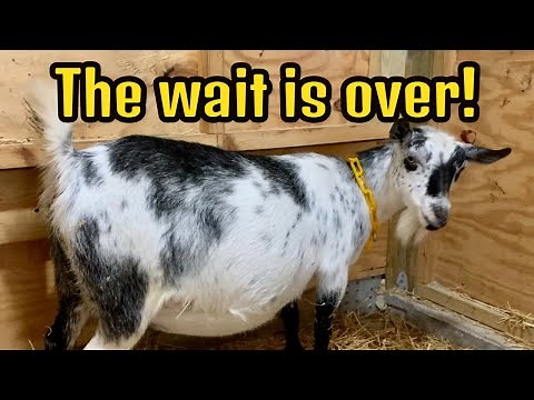 Nigerian Dwarf Goat Gives Birth