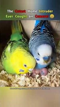 The Cutest Home Intruder Ever Caught on Camera! 😆 #shorts #animals #birds