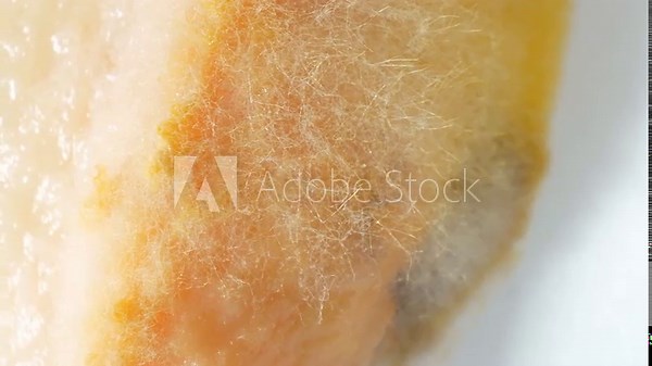 Mold and fungus invade bread, manifesting as fuzzy, white mycelium, signaling decay. Moist, nutrient-rich surroundings facilitate their proliferation, hastening spoilage. Mold background.