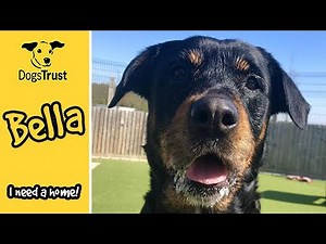 Bella, the beautiful rottweiler | Dogs Trust Evesham