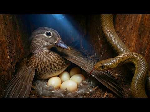 Mandarin Duck: 100 Days From Egg To Survivor | Nature Documentary
