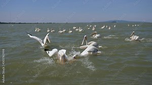 Slow motion pelicans dive into water to catch fish