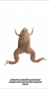 160K views · 1.6K reactions | Initialement introduit en Europe dans le cadre de recherches scientifiques, le xénope lisse est depuis sorti des laboratoires . Johan Michaux nous explique l’impact de cet amphibien dans notre écosystème. | Le jardin extraordinaire - RTBF | Facebook