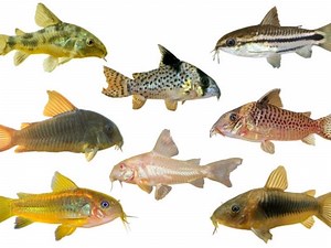 9 Most Popular Cory Catfish Types