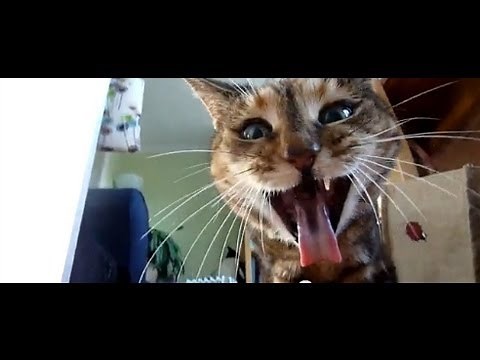 Millie the cat pukes up grass close-up HD - cat puking