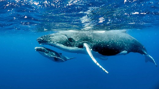 Humpback Whale Teeth: Everything You Need to Know