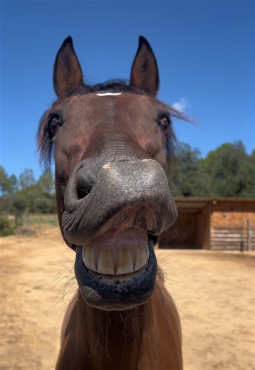 🐴 Nous recherchons notre demi pension ! 👤 Profil recherché: Cavalier non débutant, majeur et véhiculé Une personne douce, calme, à l’écoute, qui saura travailler dans le bon sens ✅ Dressage, balades, travail à pieds ❌ Pas d’obstacles Ma page Insta pour en voir un peu plus: Marynemontoya N’hésitez pas à nous envoyer un message 😉 #equitation #demipension #cheval #chevalespagnol #vaucluse