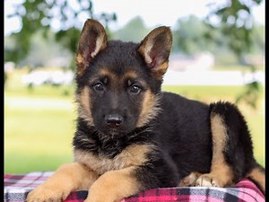 German Shepherd Puppies for Sale