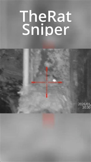 Rat vermin control sightmark wraith 4k. #shorts #nightvision #ratcontrol #pestcontrol #vermincontrol